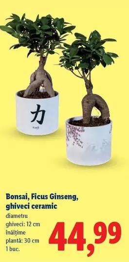 Bonsai, Ficus Ginseng