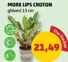 MORE LIPS CROTON