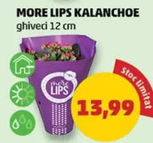 MORE LIPS KALANCHOE
