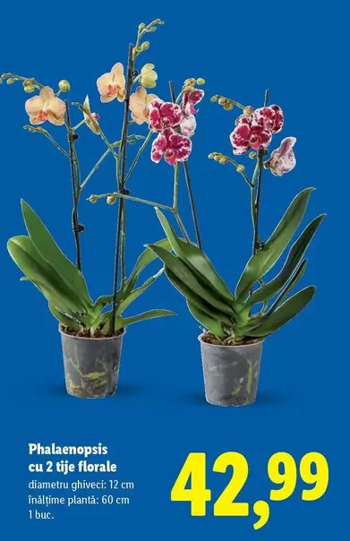 Phalaenopsis cu 2 tije florale