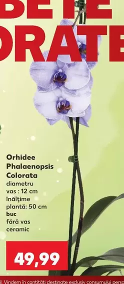 Orhidee Phalaenopsis Colorata