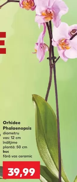 Orhidee Phalaenopsis