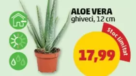 ALOE VERA ghiveci