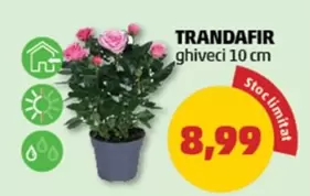 Trandafir ghiveci