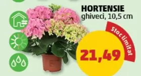 HORTENSIE ghiveci