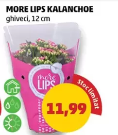 MORE LIPS KALANCHOE