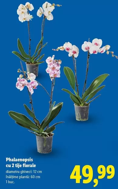 Phalaenopsis cu 2 tije florale