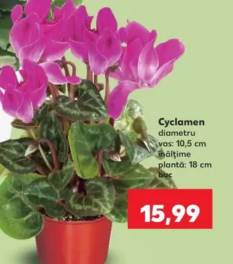 Cyclamen