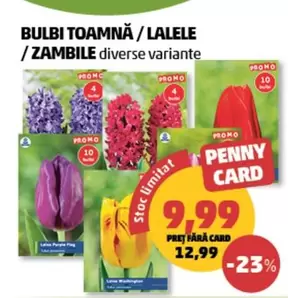 BULBI TOAMNĂ / LALELE / ZAMBILE