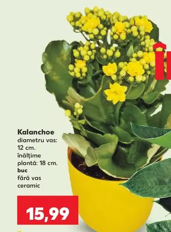 Kalanchoe