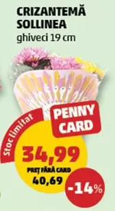 CRIZANTEMĂ SOLLINEA