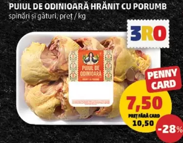 PUIUL DE ODINIOARĂ HRĂNIT CU PORUMB