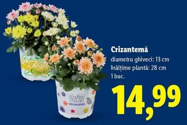Crizantemă
