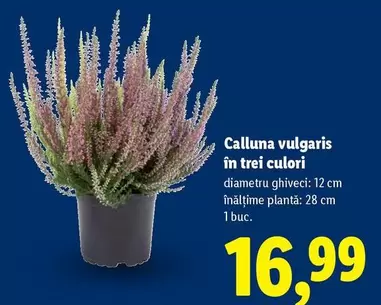 Calluna vulgaris în trei culori