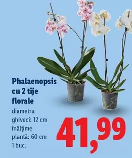 Phalaenopsis cu 2 tije florale