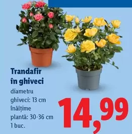 Trandafir în ghiveci
