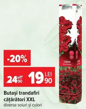 Butași trandafiri cățărători XXL