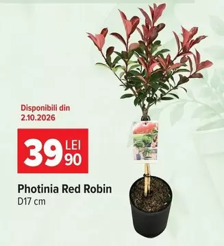 Photinia Red Robin