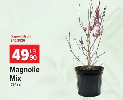 Magnolie Mix