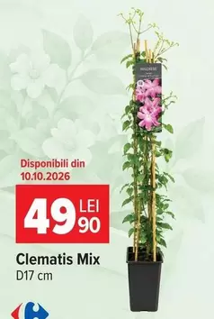 Clematis Mix