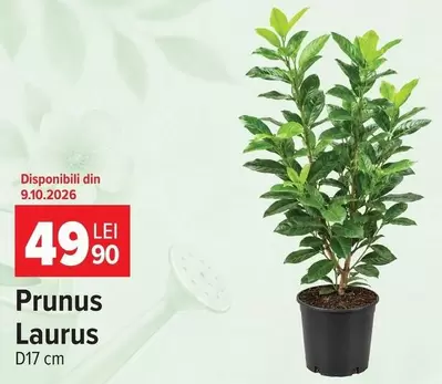 Prunus Laurus