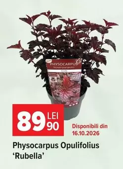 Physocarpus Opulifolius 'Rubella'