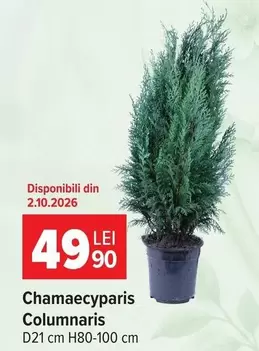 Chamaecyparis Columnaris