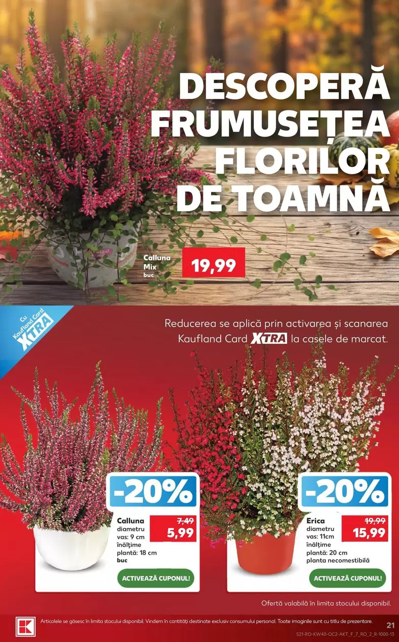 Florilor De Toamnă