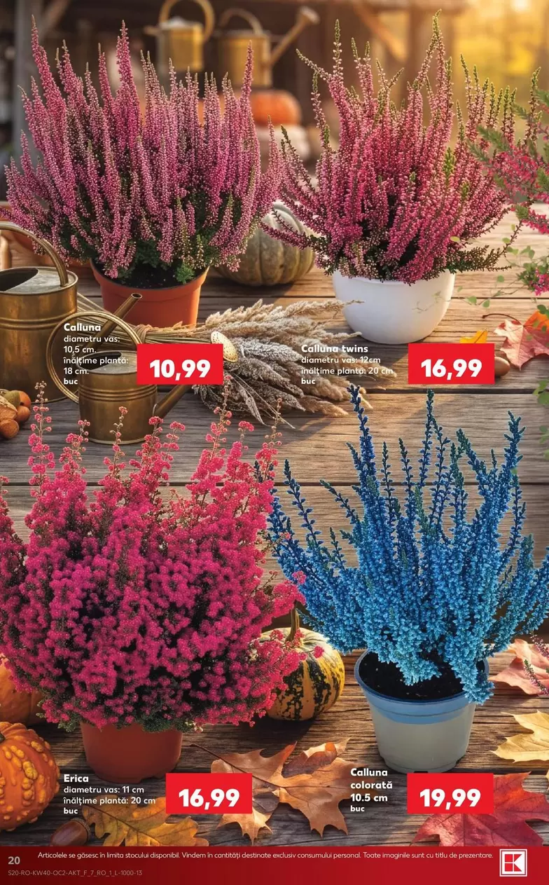 Calluna
