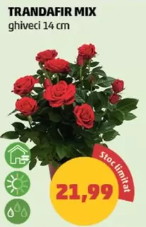 TRANDAFIR MIX ghiveci 14 cm