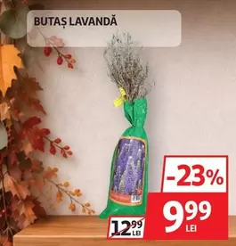 BUTAS LAVANDA