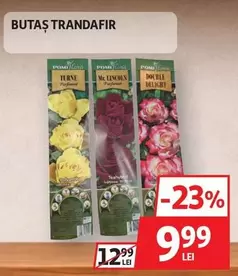 BUTAS TRANDAFIR