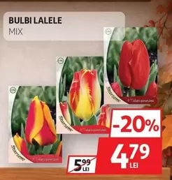 BULBI LALELE MIX