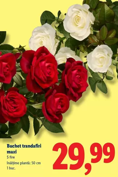 Buchet trandafiri maxi