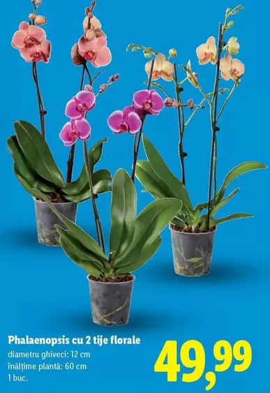 Phalaenopsis cu 2 tije florale