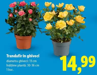Trandafir in ghiveci