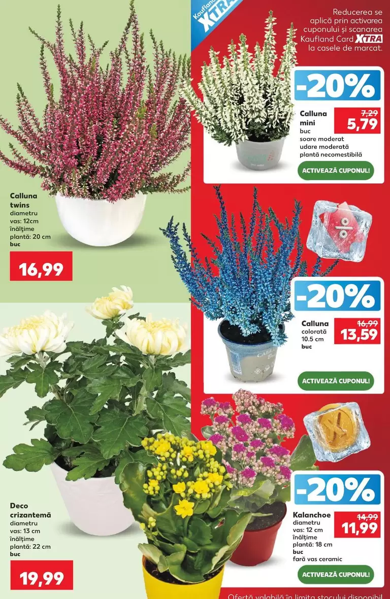 Calluna Twins
