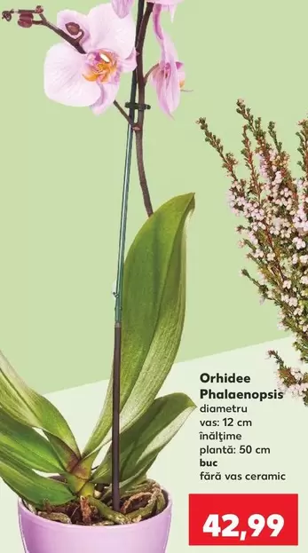 Orhidee Phalaenopsis