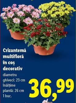 Crizantemă multifloră în coș decorativ