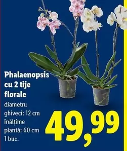 Phalaenopsis cu 2 tije florale