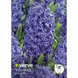 Bulbi Hyacinth Albastru