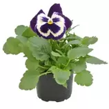 Viola X Witrockiana, in ghiveci, 9 cm