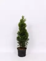 Conifer Thuja, 50 cm • Occidental Smaragd