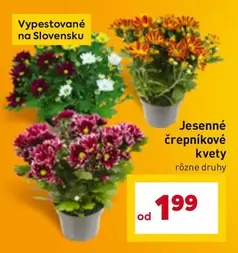 Jesenné črepníkové kvety