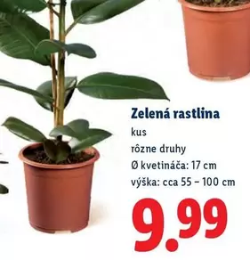 Zelená rastlina