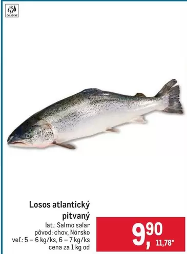 Losos atlantický
