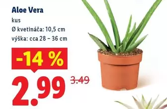 Aloe Vera