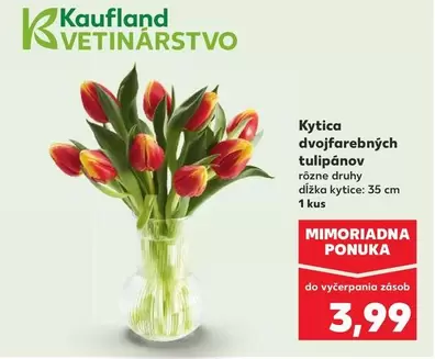 Kytica dvojfarebných tulipánov