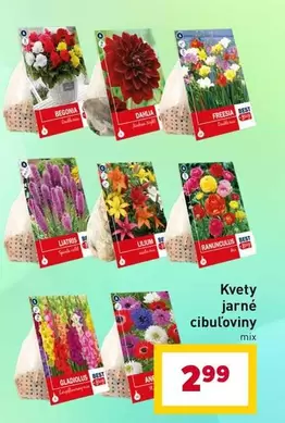 Mix - Kvety jarné cibuľoviny