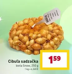 Cibuľa sadzačka